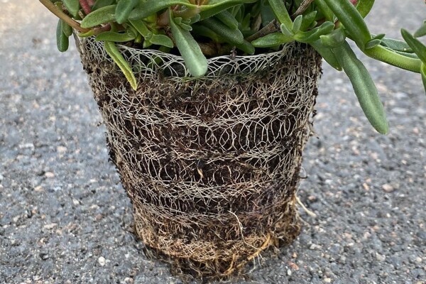 Delosperma in Growcoon