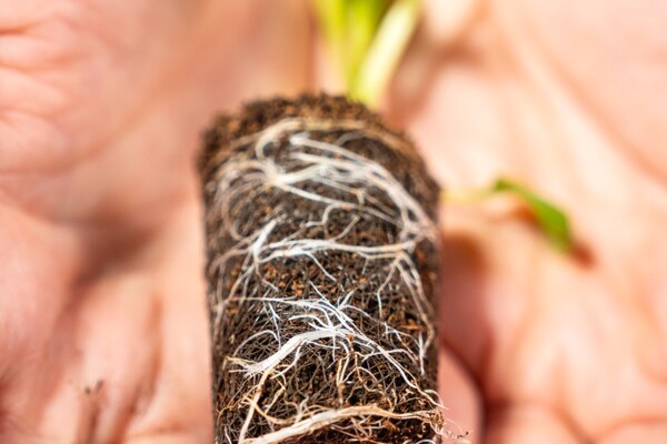 Wurzelentwicklung an der Unterseite 