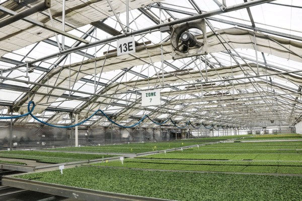 greenhouse-at-pacific-plug-and-liner-864x576.jpg