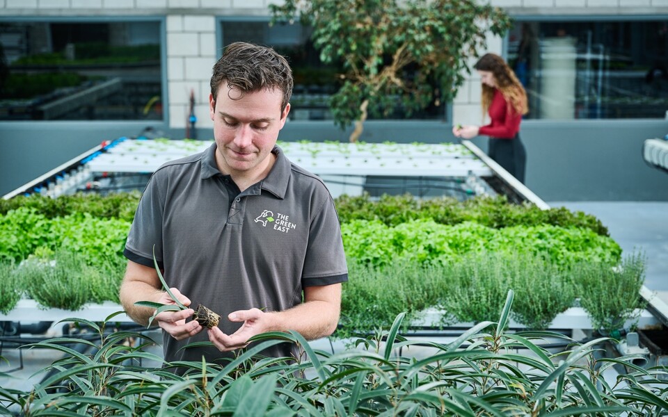 Tropische plant in hand onderzoek