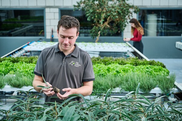 Tropische plant in hand onderzoek