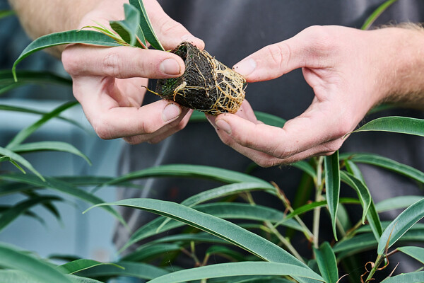 Tropische plant in hand 2