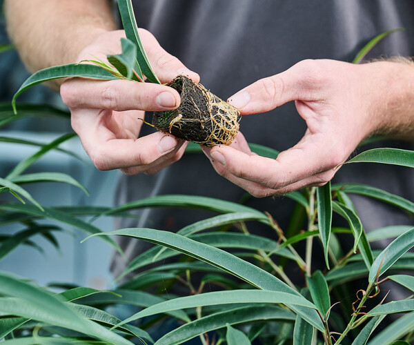 Tropische plant in hand 2