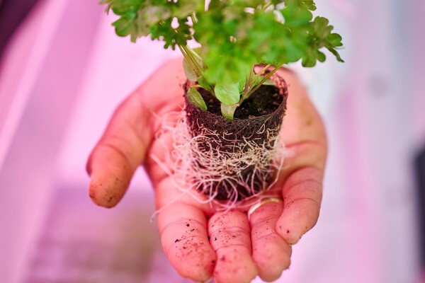 Root development Growcoon in lab