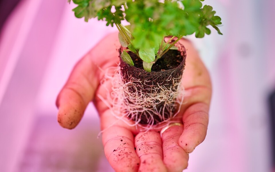 Root development Growcoon in lab
