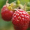 Raspberry