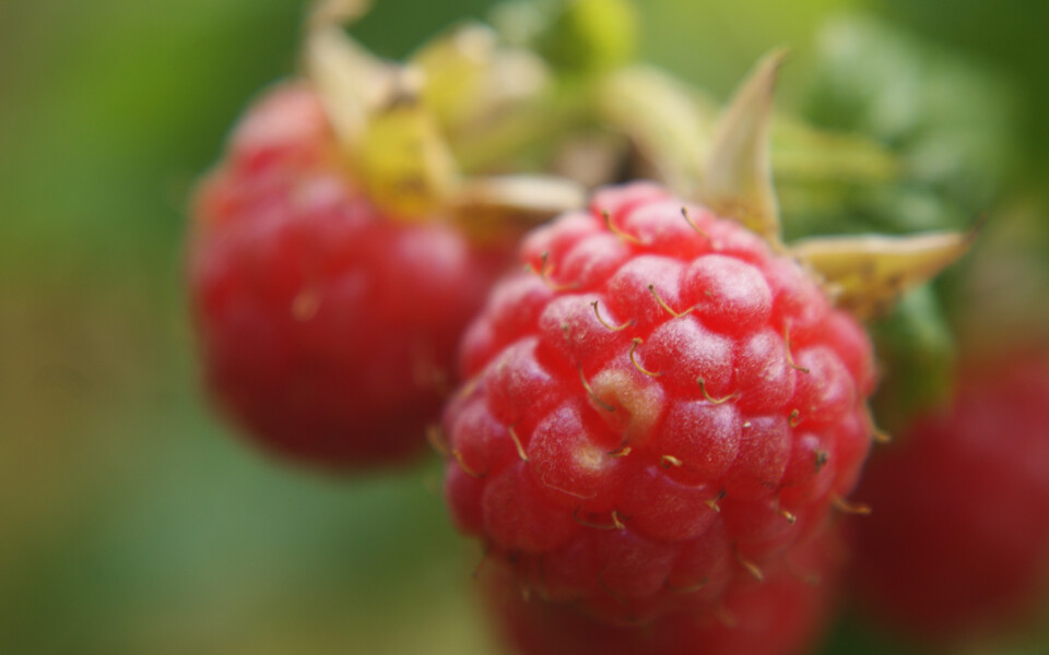 Raspberry