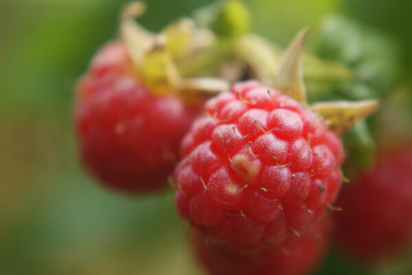 Raspberry