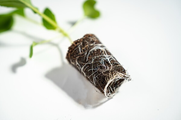 Wurzelentwicklung Growcoon liegend 