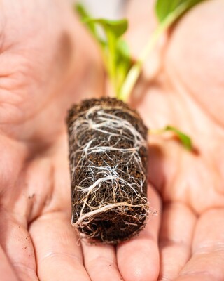 Brown Growcoon plug in hand