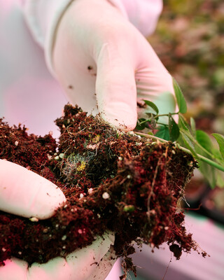 Growcoon Biodegradability