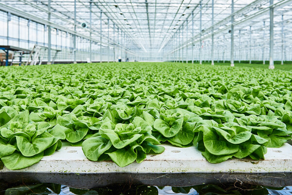 Hydroponics