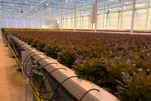 Hydroponics_4