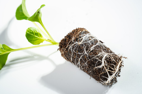 Laying Growcoon root development