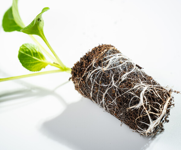 Laying Growcoon root development