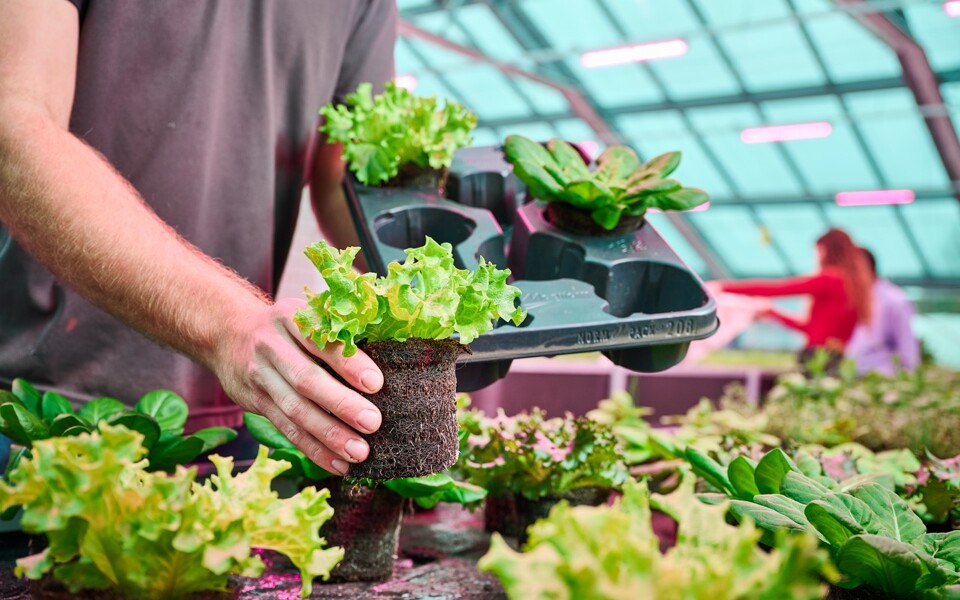 Brown Growcoon size pot with leafy green
