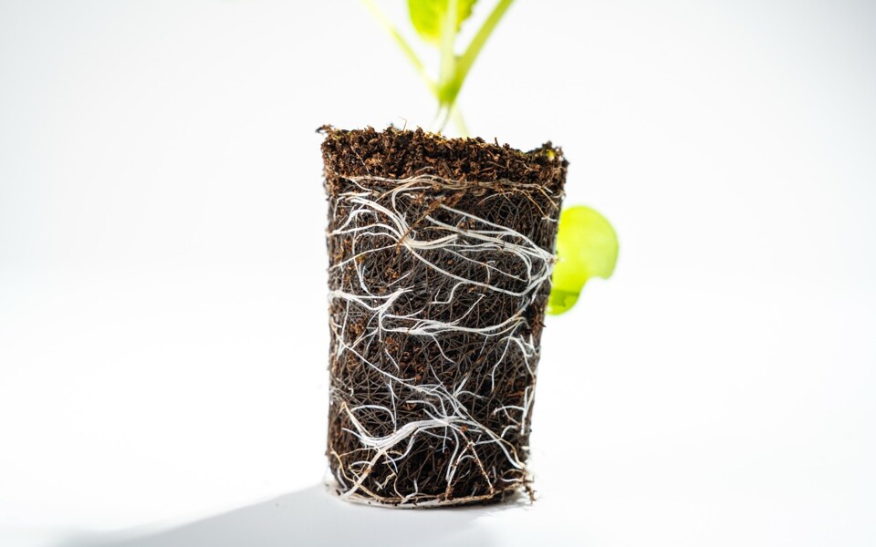 Wurzelentwicklung Zoom 