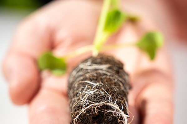 Brown Growcoon plug in hand 2