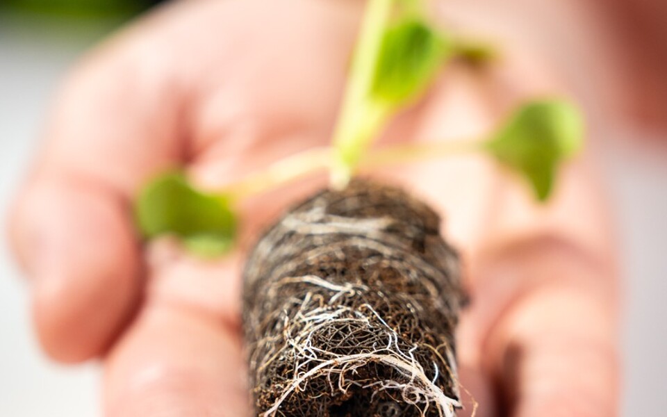 Brown Growcoon plug in hand 2