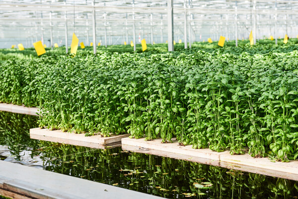 Hydroponics_3