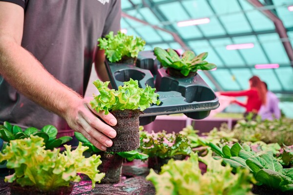Plante de laitue
