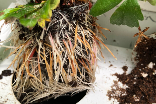 Strawberry straight roots_v2