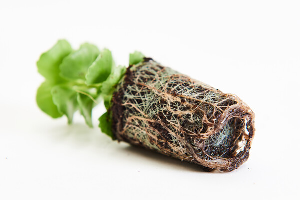 Basilicum- Growcoon_Basilicum_Kruidenaer