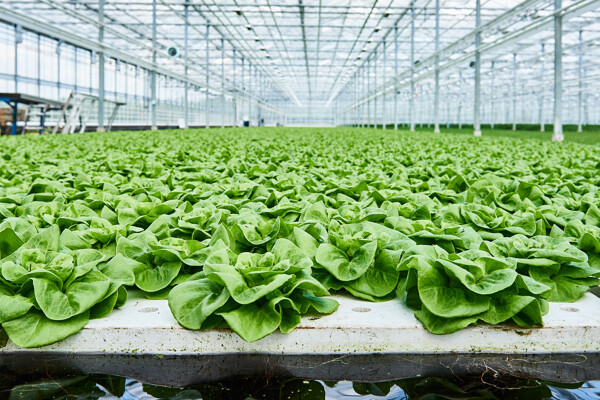 basilicum-Growcoon_case_Kruidenaer_Greenhouse