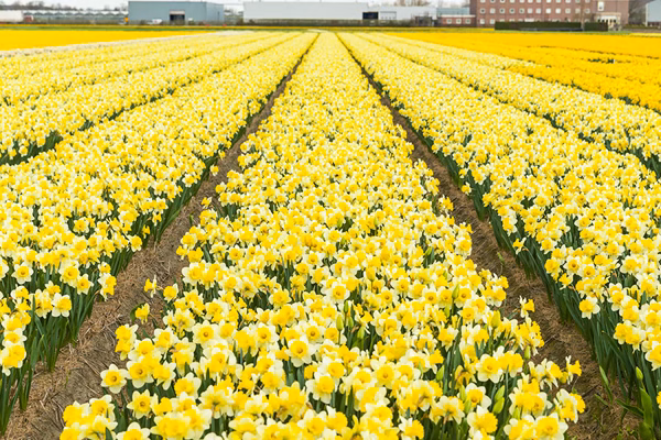Werkwijze Bisschop Narcissen Growcoon