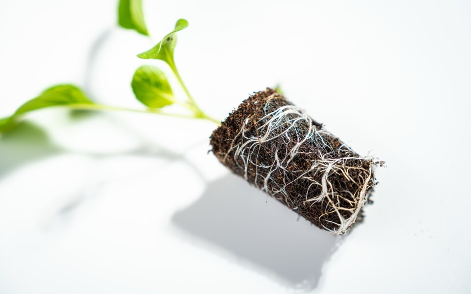 Wortelontwikkeling Growcoon bruin liggend