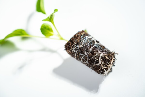 Wortelontwikkeling Growcoon bruin liggend