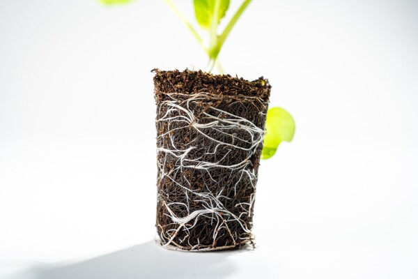 Root development