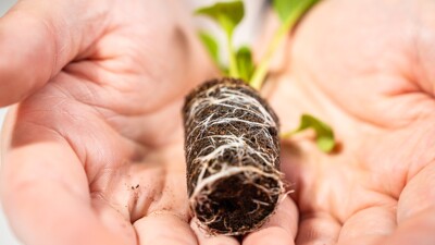 Bottom visibility Brown Growcoon