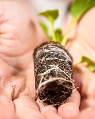 Bottom visibility Brown Growcoon