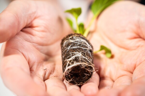 Bottom visibility Brown Growcoon