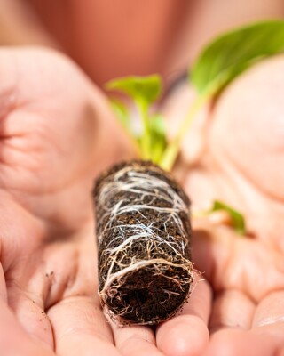 Développement des racines sous la plante dans Growcoon