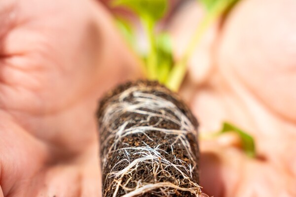 Développement des racines sous la plante dans Growcoon