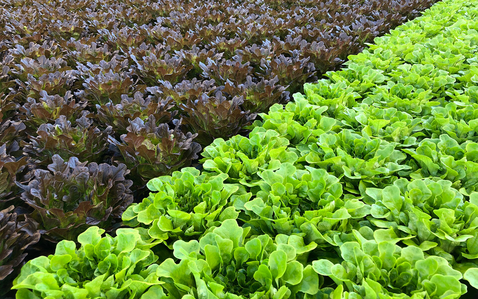 Foto 19-12-18 08 05 53