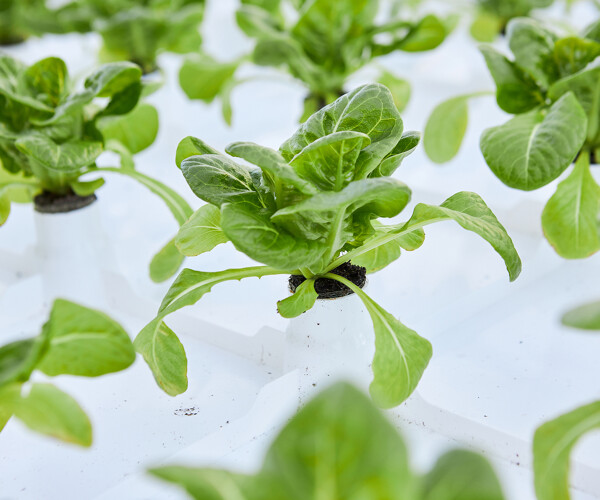 Hydroponics_2