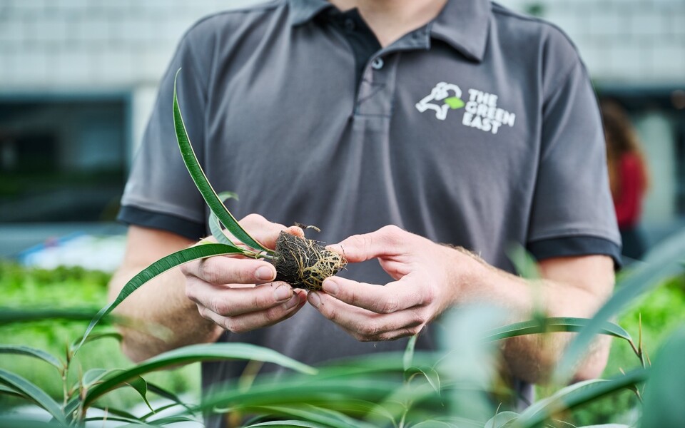 Tropische plant in hand
