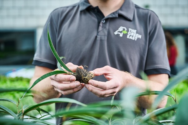 Tropische plant in hand