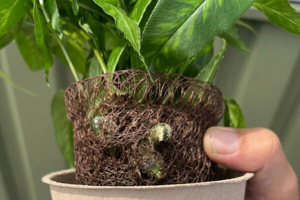 Vitro Plus brown Growcoon in pot