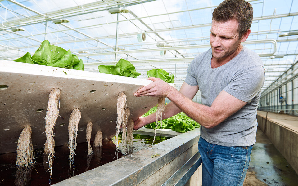 Wortelontwikkeling_2