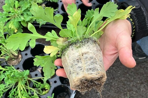 8FC6CB5C-6B23-4F87-8E2C-B7E46861B05E_1_201_a