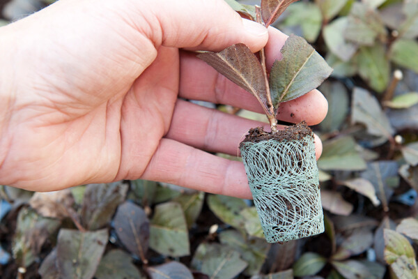 Boomkwekerij3- Growcoon_Heester_small