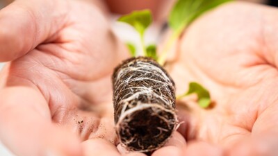 Bruine Growcoon onderzijde 