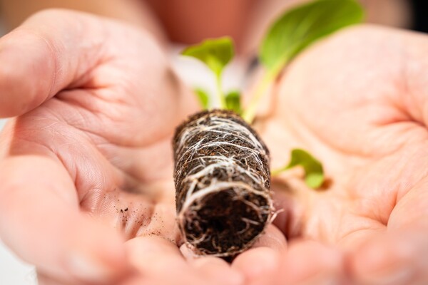 Bruine Growcoon onderzijde 