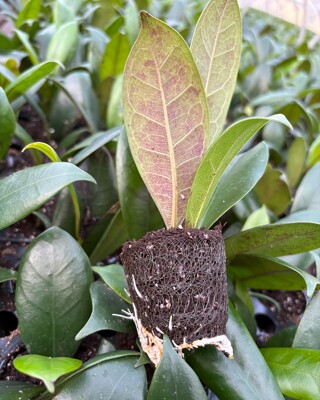 Cuttings in brown Growcoon at Esperit Youngs
