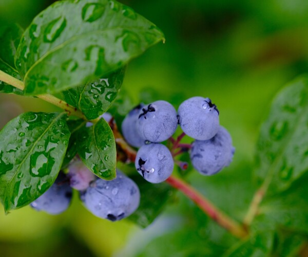 fruit-6541007_1920
