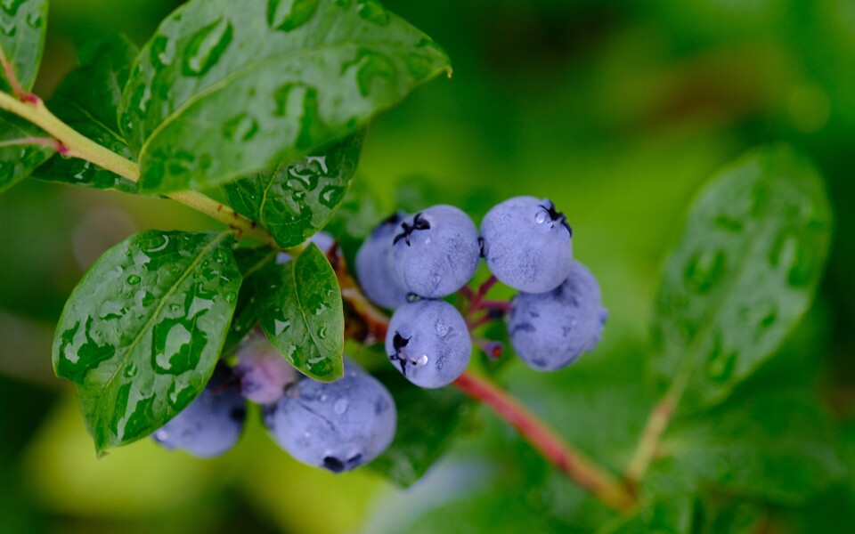 fruit-6541007_1920
